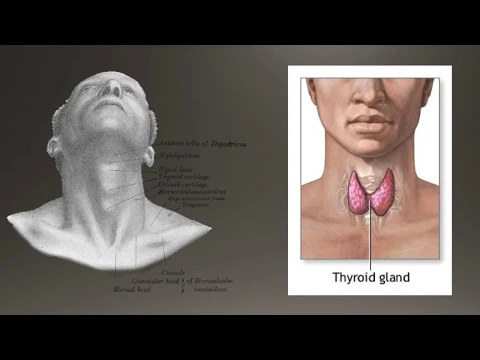 Basics of Thyroid Ultrasound